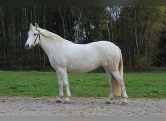 Leonharder, Klacz, 12 lat, 150 cm, Siwa w hreczce