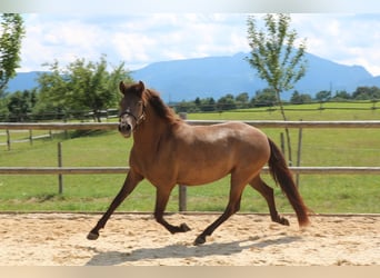 Leonharder, Klacz, 3 lat, 150 cm, Bułana