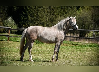 Leonharder, Klacz, 3 lat, 151 cm, Siwa