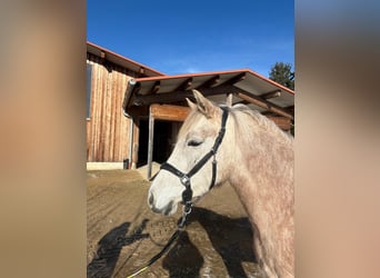 Leonharder, Klacz, 3 lat, 151 cm, Siwa