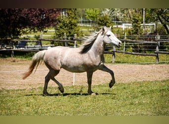 Leonharder, Klacz, 3 lat, 151 cm, Siwa