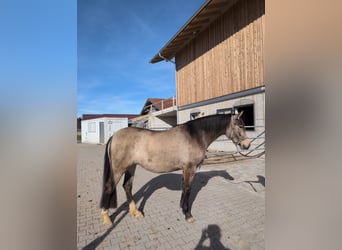 Leonharder, Klacz, 3 lat, 156 cm, Jelenia