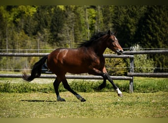 Leonharder, Klacz, 3 lat, 158 cm, Gniada
