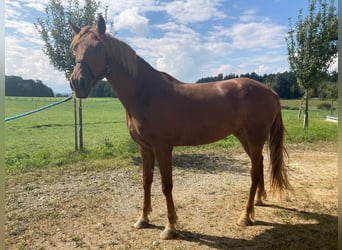 Leonharder, Klacz, 3 lat, 160 cm, Kasztanowata