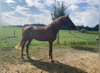 Leonharder, Klacz, 3 lat, 160 cm, Kasztanowata