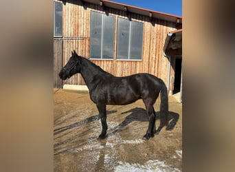 Leonharder, Klacz, 7 lat, 155 cm, Kara