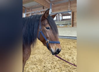 Leonharder, Klacz, 8 lat, 156 cm, Gniada