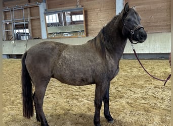 Leonharder, Merrie, 3 Jaar, 150 cm, Falbe