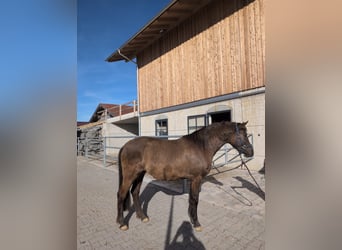 Leonharder, Merrie, 3 Jaar, 150 cm, Falbe