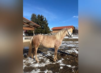 Leonharder, Merrie, 3 Jaar, 151 cm, Schimmel
