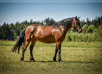 Leonharder, Merrie, 3 Jaar, 153 cm, Bruin
