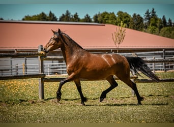 Leonharder, Merrie, 3 Jaar, 153 cm, Bruin