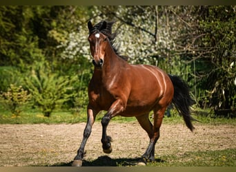 Leonharder, Merrie, 3 Jaar, 153 cm, Bruin