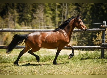 Leonharder, Merrie, 3 Jaar, 153 cm, Bruin