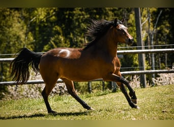 Leonharder, Merrie, 3 Jaar, 153 cm, Bruin