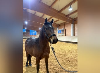 Leonharder, Merrie, 3 Jaar, 156 cm, Bruin