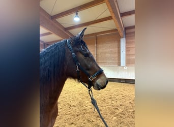 Leonharder, Merrie, 3 Jaar, 156 cm, Bruin