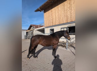 Leonharder, Merrie, 3 Jaar, 156 cm, Bruin