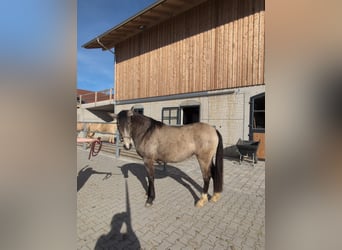 Leonharder, Merrie, 3 Jaar, 156 cm, Buckskin