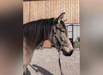 Leonharder, Merrie, 3 Jaar, 156 cm, Buckskin