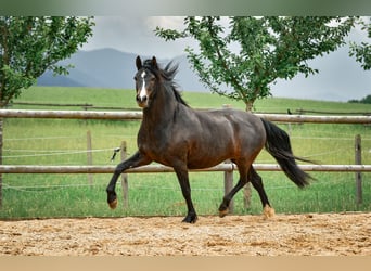 Leonharder, Merrie, 6 Jaar, 165 cm, Donkerbruin