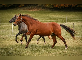 Leonharder, Ruin, 2 Jaar, 143 cm, Bruin