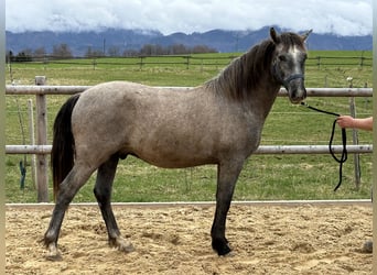 Leonharder, Ruin, 2 Jaar, 146 cm, kan schimmel zijn