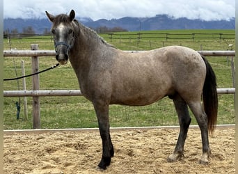 Leonharder, Ruin, 2 Jaar, 146 cm, kan schimmel zijn