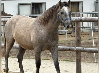 Leonharder, Ruin, 2 Jaar, 146 cm, kan schimmel zijn