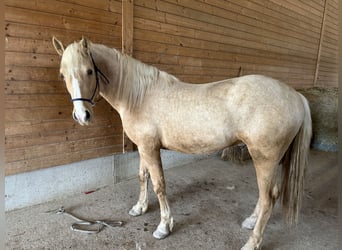 Leonharder, Ruin, 2 Jaar, 147 cm, Palomino