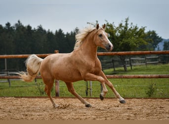 Leonharder, Ruin, 2 Jaar, 147 cm, Palomino