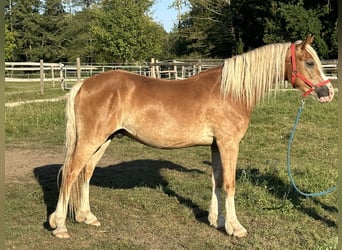 Leonharder, Ruin, 2 Jaar, 150 cm, Vos