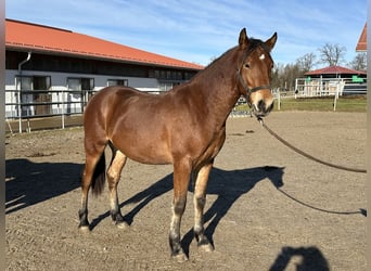 Leonharder, Ruin, 2 Jaar, 160 cm, Bruin