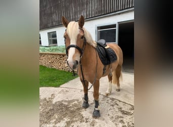 Leonharder, Ruin, 6 Jaar, 150 cm, Vos