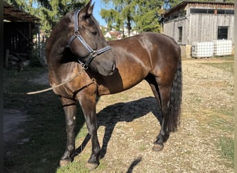 Leonharder, Ruin, 8 Jaar, 156 cm, Bruin