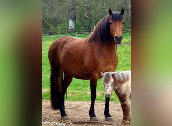 Leonharder, Stute, 11 Jahre, 153 cm