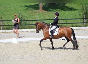 Leonharder, Stute, 12 Jahre, 149 cm, Rotbrauner