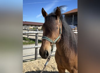 Leonharder, Stute, 3 Jahre, 147 cm, Brauner