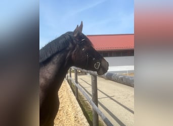 Leonharder, Stute, 3 Jahre, 149 cm, Falbe