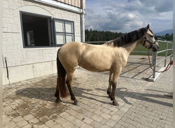 Leonharder, Stute, 3 Jahre, 150 cm, Falbe