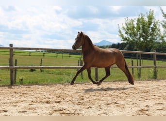 Leonharder, Stute, 3 Jahre, 150 cm, Falbe