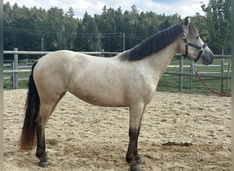 Leonharder, Stute, 3 Jahre, 150 cm, Falbe