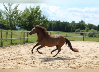 Leonharder, Stute, 3 Jahre, 150 cm, Falbe