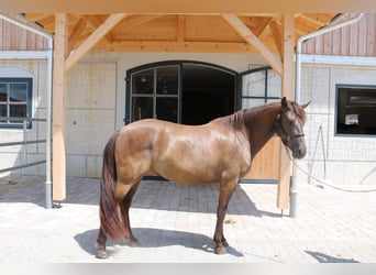 Leonharder, Stute, 3 Jahre, 150 cm, Falbe