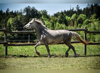 Leonharder, Stute, 3 Jahre, 151 cm, Schimmel