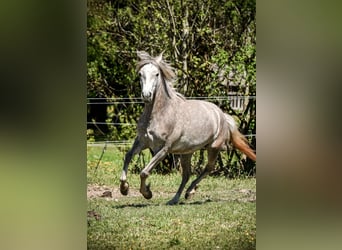 Leonharder, Stute, 3 Jahre, 151 cm, Schimmel