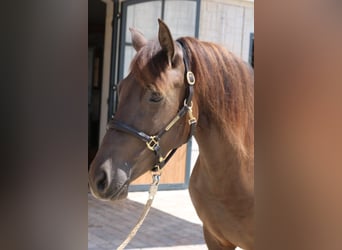 Leonharder, Stute, 3 Jahre, 152 cm, Falbe