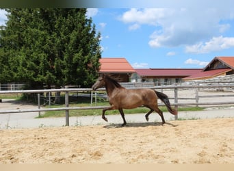 Leonharder, Stute, 3 Jahre, 152 cm, Falbe