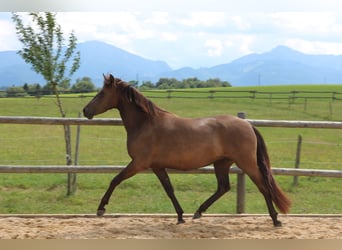 Leonharder, Stute, 3 Jahre, 152 cm, Falbe