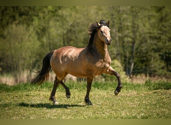 Leonharder, Stute, 3 Jahre, 155 cm, Falbe